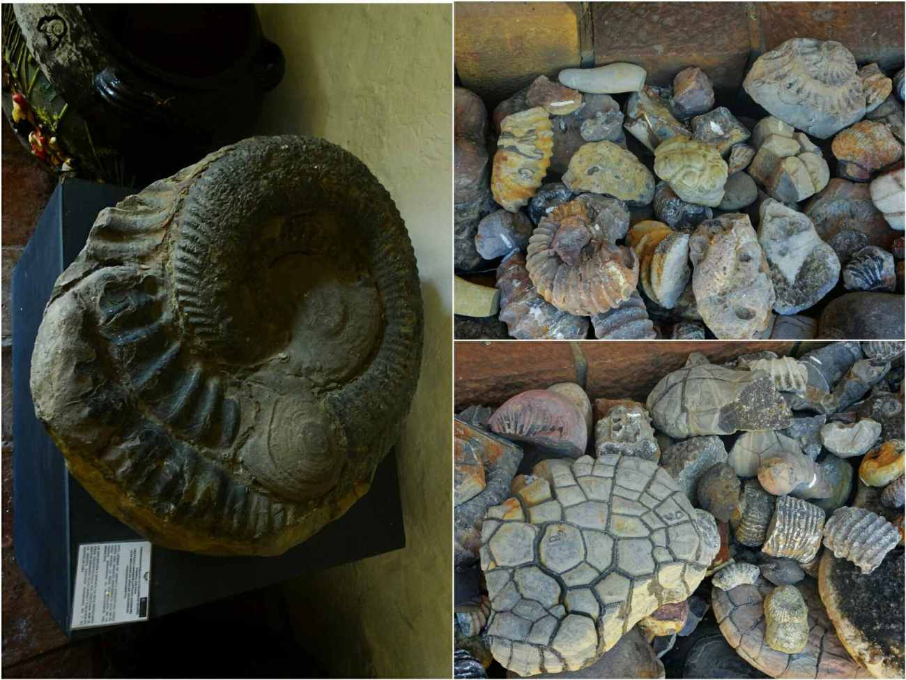 fossiles et ammonite