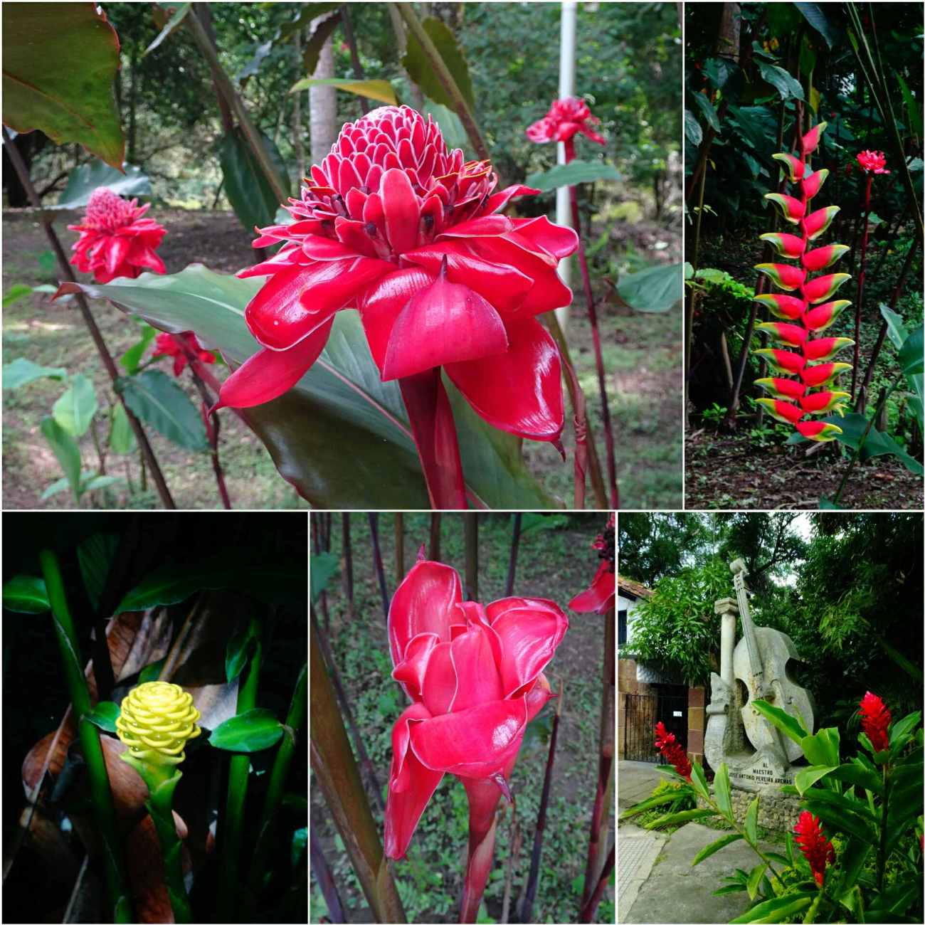 Gallineral San Gil Fleurs