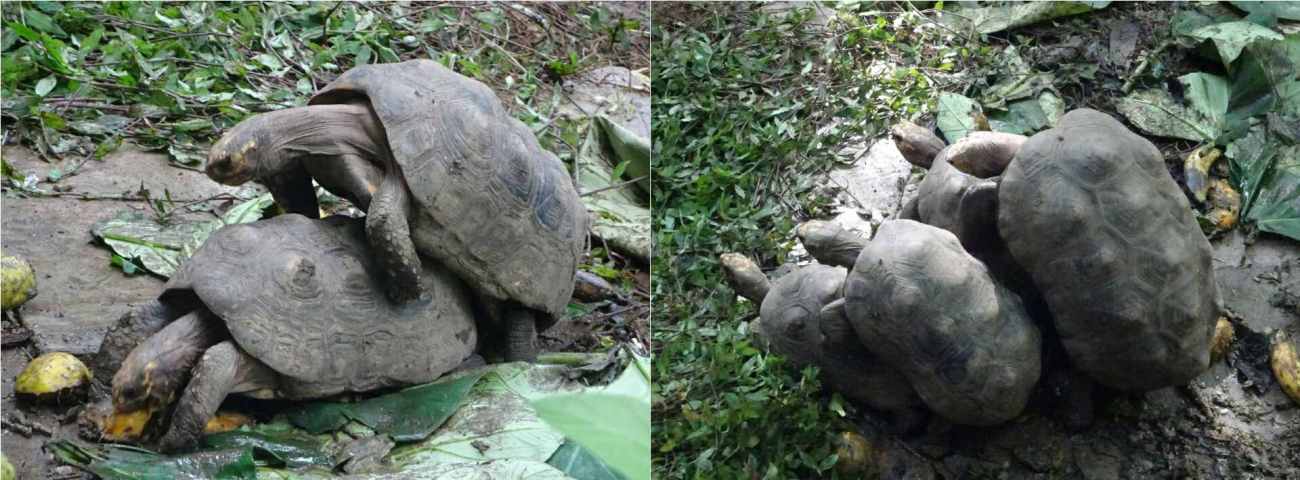 gallineral san gil tortues