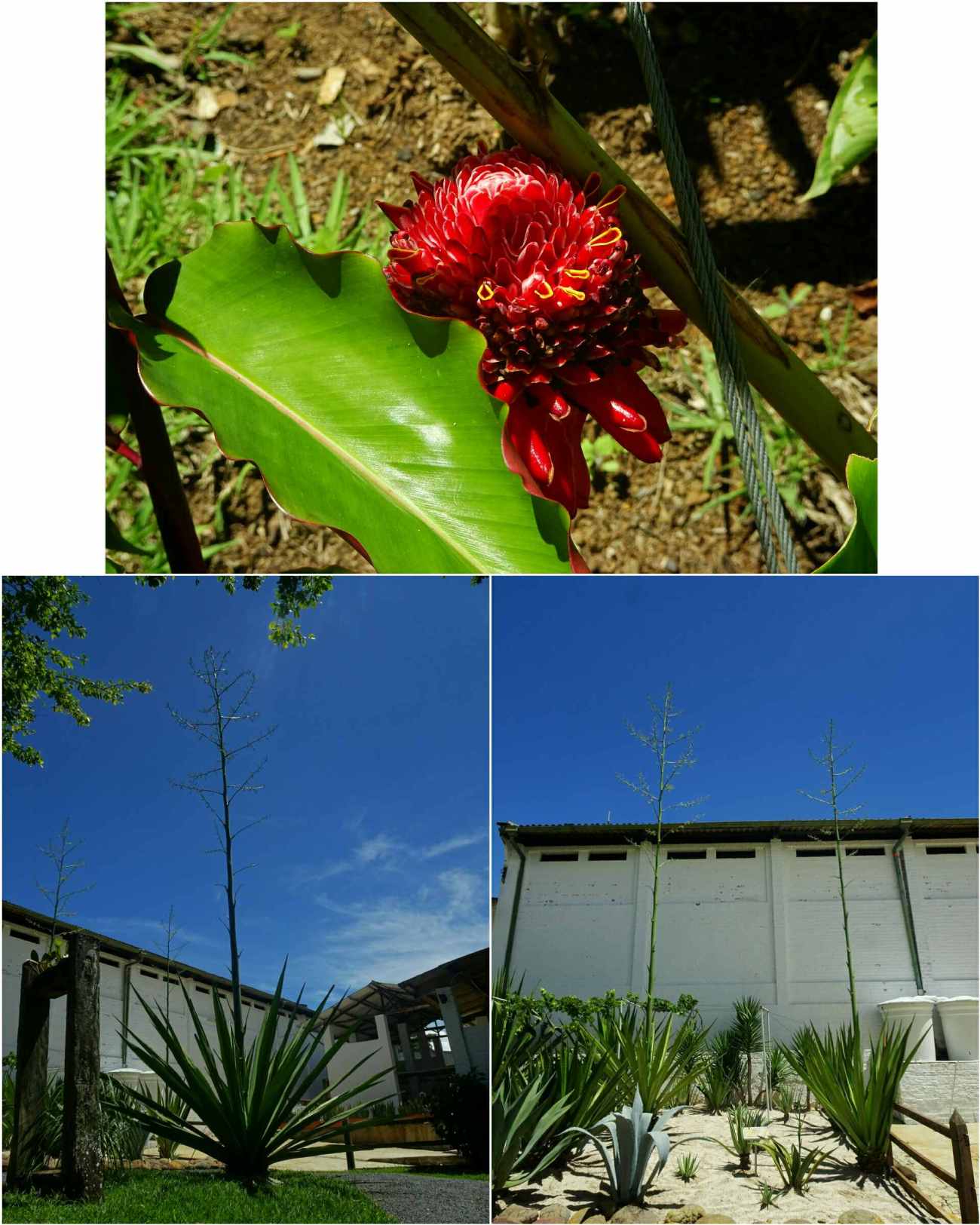jardin de fabrique de papier barichara