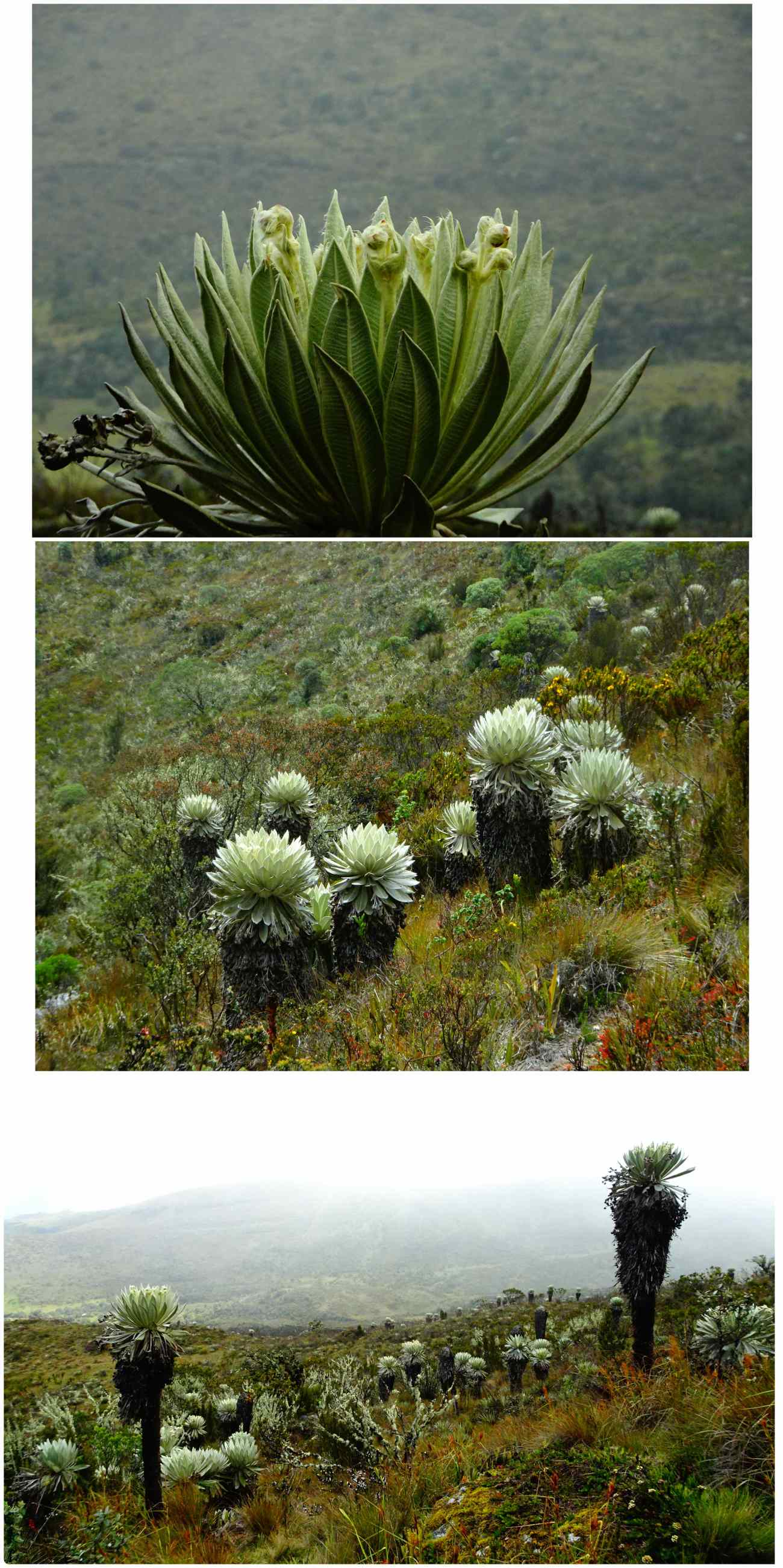 Oceta fleurs ancestrales