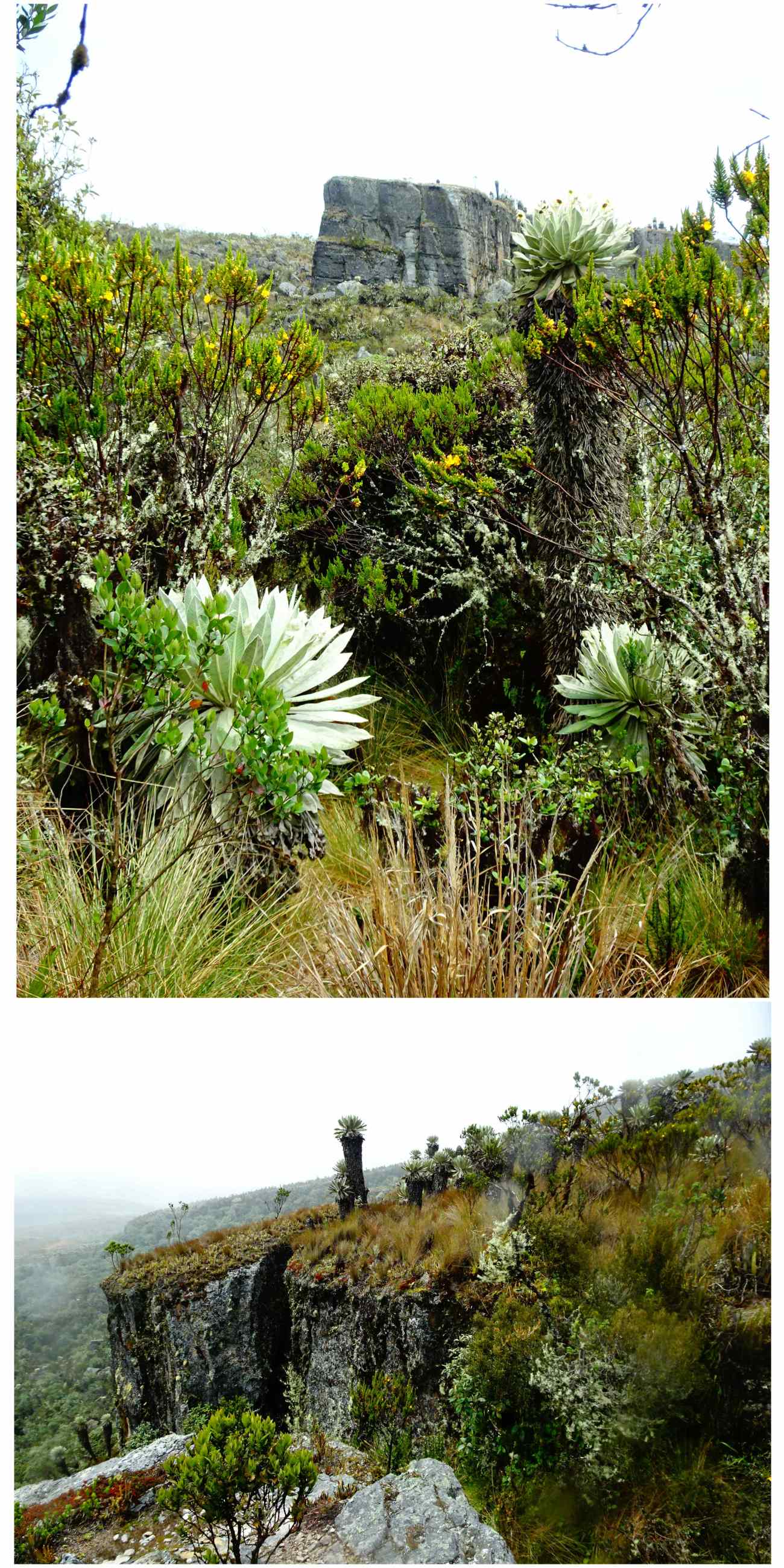 Oceta vegetation tombeaux muiscas