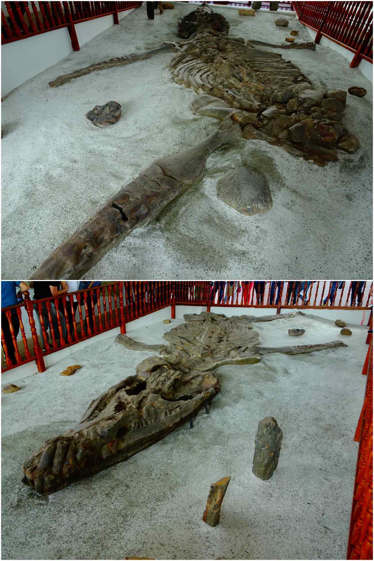 El fossil villa de leyva